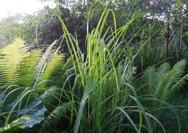 Grama Alta Decorativa Miscanthus Jardim Verão Nos Raios Sol Por — Fotografia de Stock