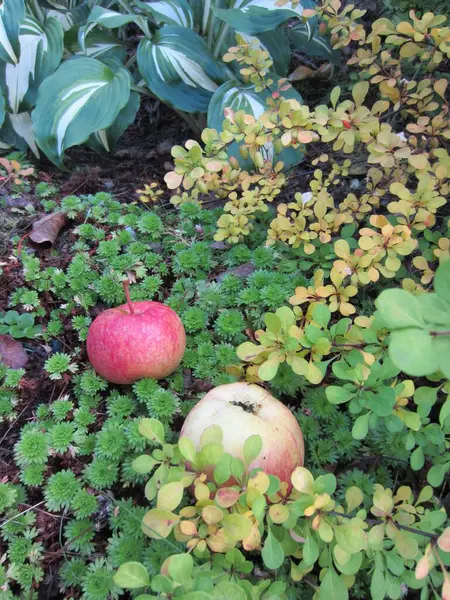 Πεσμένα Μήλα Από Ένα Δέντρο Ένα Λουλούδι Μια Όμορφη Καπνιά — Φωτογραφία Αρχείου