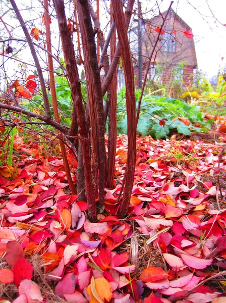 Hojas Spirea Rojo Brillante Caído Bajo Arbusto Suelo Jardín Otoño —  Fotos de Stock