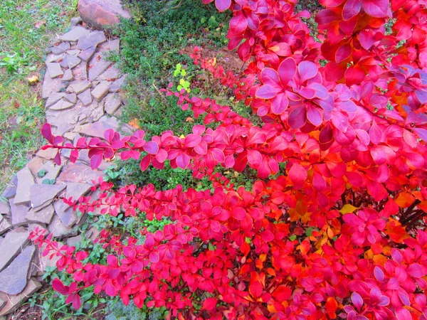 Jasny Krzak Jagodowy Berberis Czerwonymi Liśćmi Jesień Ogrodzie Liści Maliny — Zdjęcie stockowe