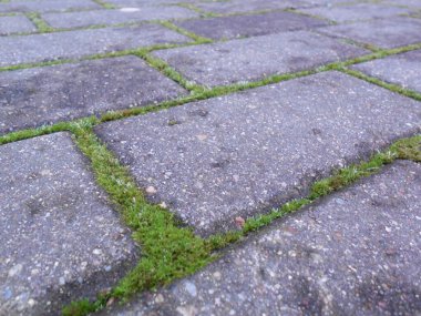 Dikdörtgen düz gri asfalt levhalar. Pistin elementleri arasındaki çatlaklarda yosun yeşeriyor..