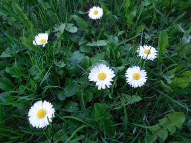 Çimenler ve karahindiba yaprakları arasında birçok beyaz papatya (Bellis L.) bulunur..