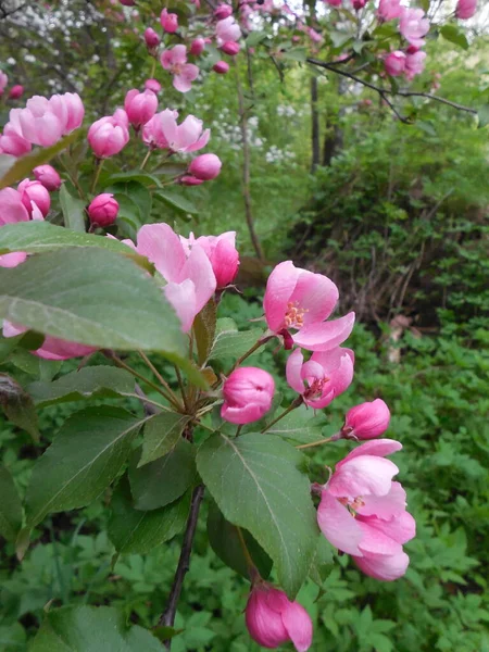Dekoracyjna Jabłoń Malus Różowymi Otwartymi Kwiatami Jasnoróżowymi Pączkami Tle Liści — Zdjęcie stockowe