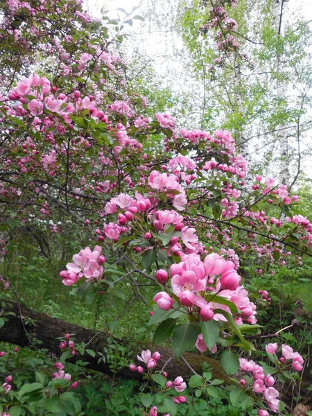 Duża Ozdobna Jabłoń Malus Różowymi Otwartymi Kwiatami Jasnoróżowymi Pączkami Tle — Zdjęcie stockowe