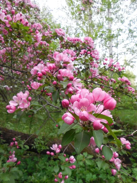 Duża Ozdobna Jabłoń Malus Różowymi Otwartymi Kwiatami Jasnoróżowymi Pączkami Tle — Zdjęcie stockowe