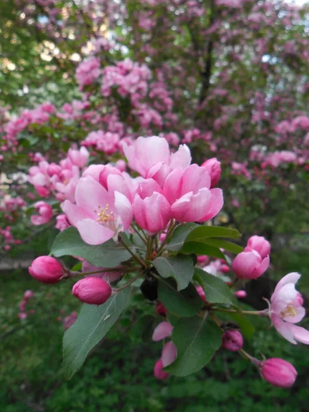 葉の裏側にピンク色の花と明るいピンクの蕾を持つ装飾的なリンゴの木 マルス — ストック写真