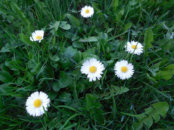 Çimenler ve karahindiba yaprakları arasında birçok beyaz papatya (Bellis L.) bulunur..
