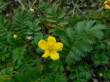 Saklı bitki ayağı (Potentilla anserina), tüylü yapraklardan oluşan arka planda küçük sarı çiçekler. Bitki genellikle düğün çiçeği (Ranunculus) ile karıştırılır.).