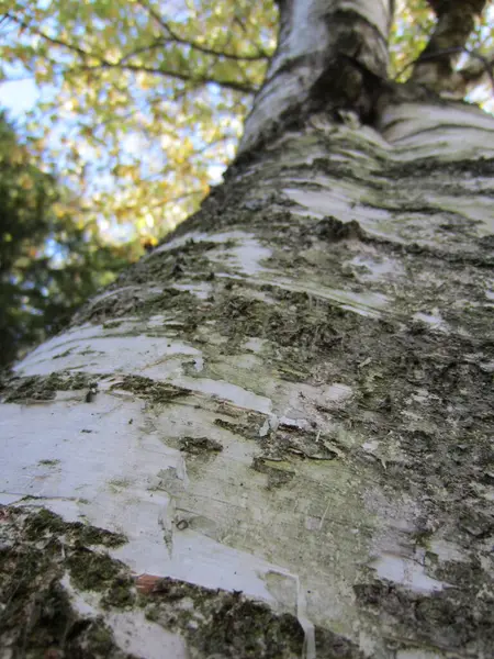 Écorce Bouleau Adulte Bétula Est Blanche Avec Des Inclusions Noires — Photo