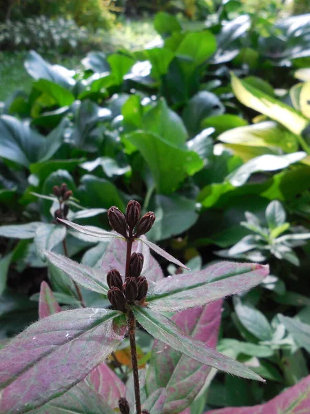 Inflorescence Brune Séchante Plante Florale Oenothera Avec Des Graines Mûres — Photo