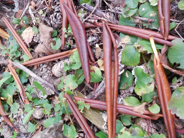 Сухе Опале Листя Вічнозеленого Рододендрона Також Соснові Шишки Лежать Землі — стокове фото