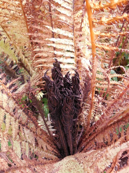 Spore Rolamento Brotos Estéreis Folhas Samambaia Jardim Matteuccia Struthiopteris Outono — Fotografia de Stock