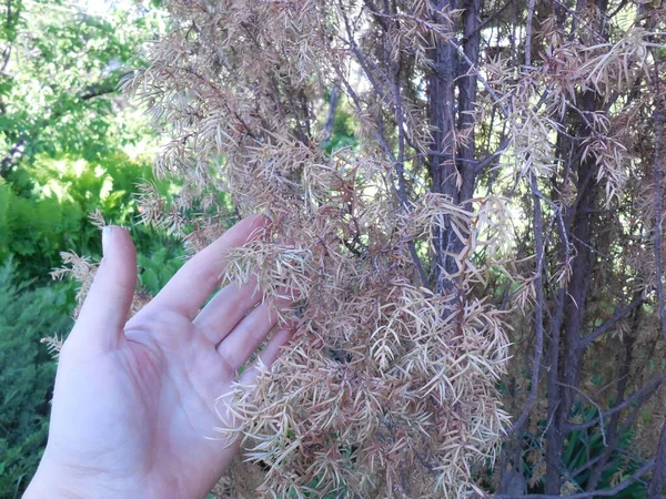 Gelbgraue Getrocknete Nadeln Von Abgestorbenem Wacholder Juniperus Vor Dem Hintergrund — Stockfoto
