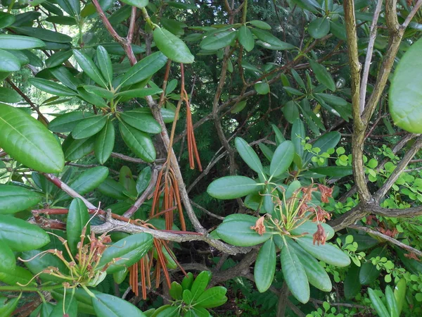 常緑のシャクナゲの茂みに枝が壊れ 葉は茶色に変わり 乾燥し始めました — ストック写真