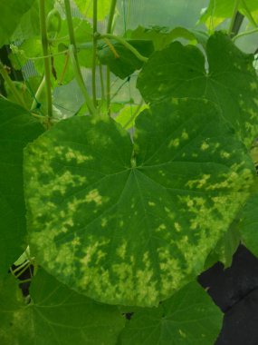 Salatalık hastalığı, elementlerin eksikliği ve sarı yapraklı yeşil mozaik virüsü (salatalık yeşili mozaik tobamovirüs, CGMM).