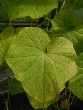 Salatalık hastalığı, elementlerin eksikliği ve sarı yapraklı yeşil mozaik virüsü (salatalık yeşili mozaik tobamovirüs, CGMM).