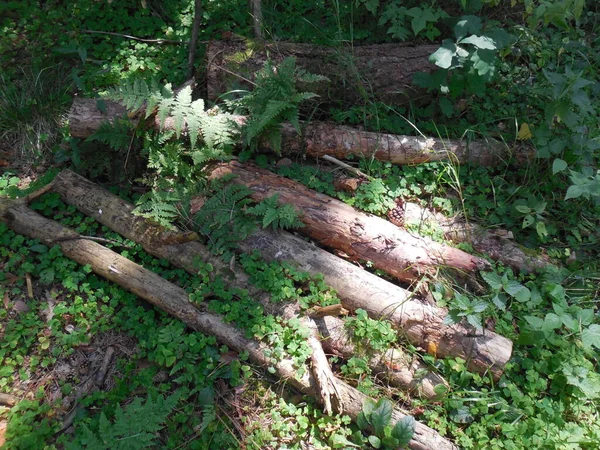 Tarcice Drzew Iglastych Uszkodzonych Przez Chrząszcze Kory Inne Szkodniki Leżą — Zdjęcie stockowe