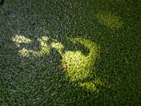 The sun\'s rays pass through the plants and form a pattern of light and shadows on the surface of the reservoir with a solid layer of green duckweed (Lemna).