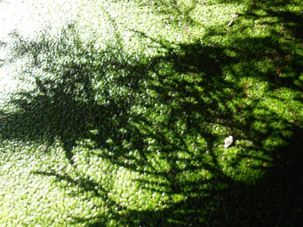 Sun Rays Pass Plants Form Pattern Light Shadows Surface Reservoir — Stock Photo, Image
