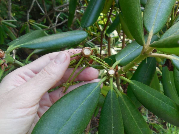 夏の庭付け 常緑シャクナゲの茂みからの結び目の種と枯れてしまった花序の除去 — ストック写真