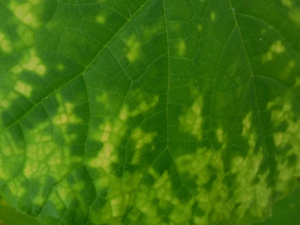 キュウリ病 要素の欠如と黄色の葉に緑色の斑状モザイクのウイルス キュウリ緑の斑状モザイクTobamovirus Cgmm — ストック写真
