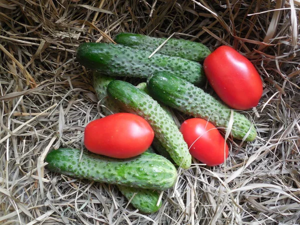 青黄瓜和在干草 上呈长形的鲜红色西红柿 — 图库照片