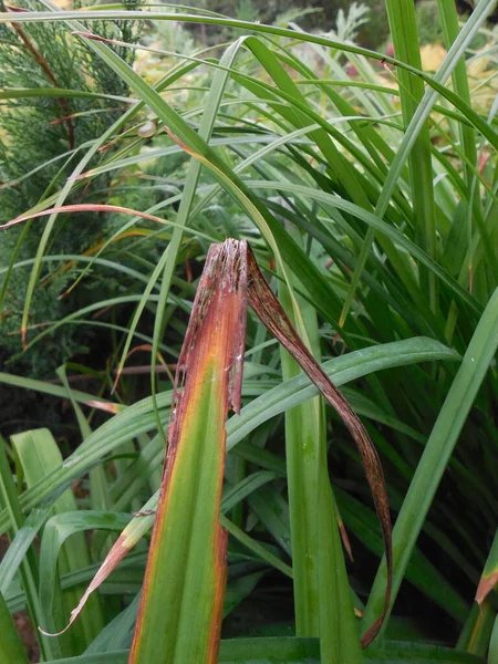 Zielony Liść Wieloletniej Rośliny Kwiatowej Lilii Dziennej Hemerocallis Suchym Brązowym — Zdjęcie stockowe