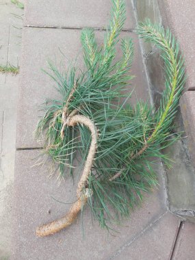 Pas mantarı (Coleosporium tussilaginis, Melampsora pinitorqua) enfeksiyonundan sonra çam ağacının dalının eğriliği (Pinus sylvestris)).