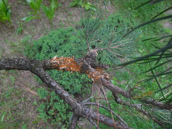 感染锈菌 Coleosporium Tussilaginis Melampsora Pinitorqua 对普通松树 Pinus Sylvestris 枝干的损害 — 图库照片