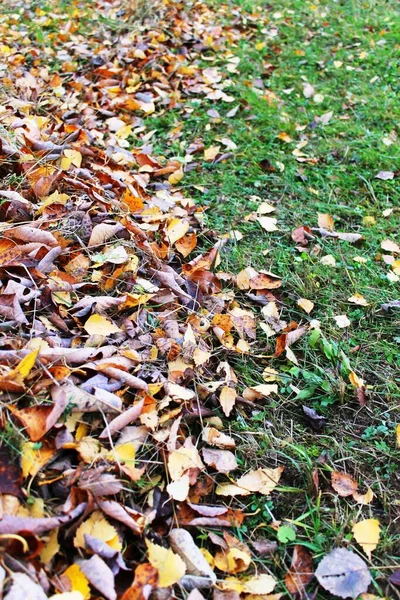 Foglie Gialle Brune Cadute Autunno Sull Erba Verde Giardinaggio Pulizia — Foto Stock