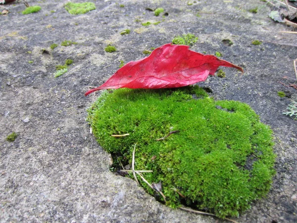 Jasnoczerwono Różowy Burgundowy Upadły Jesienny Liść Leży Szarym Kamieniu Obok — Zdjęcie stockowe