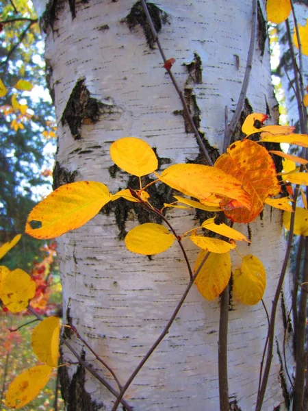 Bright Yellow Leaves Pleasant Warm Shade Irga Amelanchier Background White — Stock Photo, Image