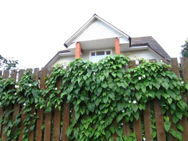 Çayırotunun yaprakları ve çiçekleri (Convolvulus arvensis L.) yüksek ahşap bir çitte uzun ömürlü bir bitkidir..