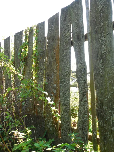村の端には板で作られた古い柵で囲まれている 柵は大きな亀裂にあり その表面には地衣類があり 近くには野生の雑草がたくさんあります — ストック写真