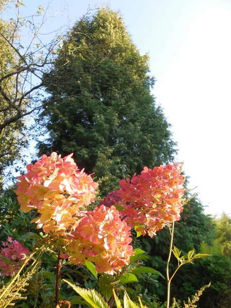 バニルのアジサイの大きな明るいピンクの花序古い庭と大きなトゥヤの木を背景に晴れた日に品種を開花 — ストック写真