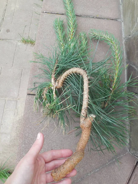 Кривина Гілки Звичайного Соснового Дерева Pinus Sylvestris Після Зараження Іржею — стокове фото