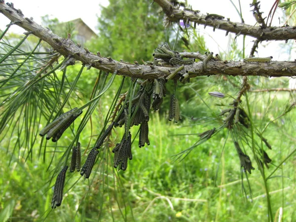 Many Caterpillars Pest Coniferous Plants Pine Sawfly Diprionidae Diprion Pini — Stock Photo, Image