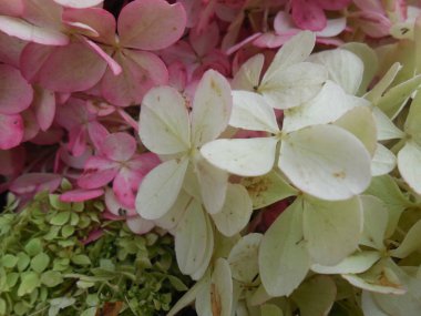 Vanille Fraise çeşitliliğinin panikleten ortanca (Hydrangea paniculata) pembe-beyaz infloresanları hafif yeşilimsi renklerle.