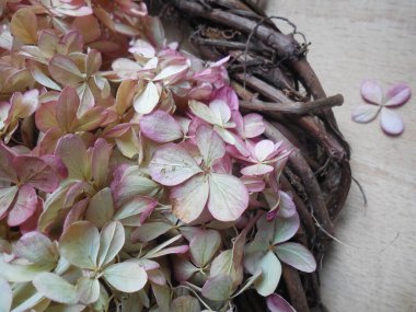 Liana Parthenocissus 'un filizlerinden ve Hydrangea' nın kuru cilt bakımı ürünlerinden (el yapımı) bir parça..