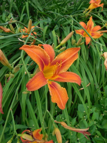 Sarkık yeşil yaprakların arka planına karşı parlak portakal çiçekleri (Hemerocallis).