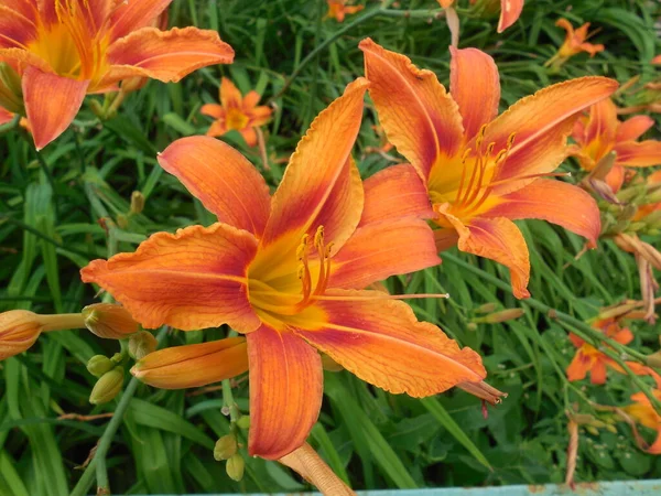 Sarkık yeşil yaprakların arka planına karşı parlak portakal çiçekleri (Hemerocallis).