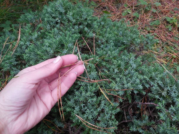 Umgestürzte Kiefernnadeln Einem Wacholder Herbstputz Garten Viele Nadelgehölze Gibt Die — Stockfoto