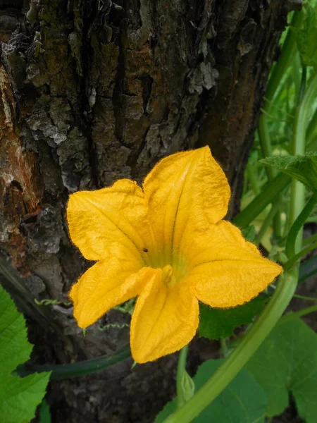 Ljust Gul Blomma Dekorativ Pumpa Gurka Bakgrunden Hake Eller Stammen — Stockfoto