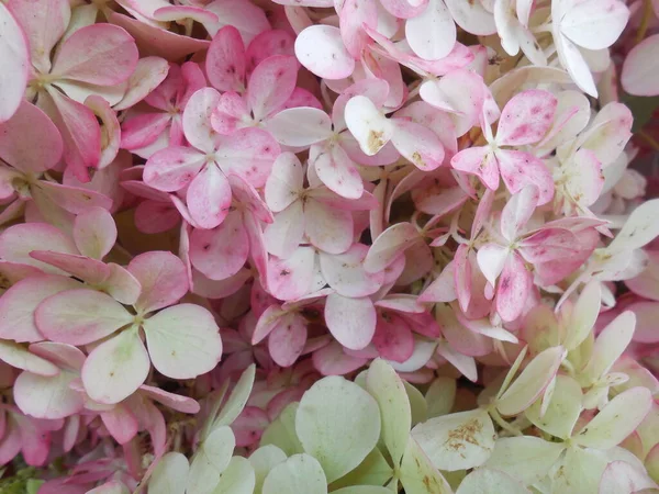 Vanille Fraise çeşitliliğinin panikleten ortanca (Hydrangea paniculata) pembe-beyaz infloresanları hafif yeşilimsi renklerle.