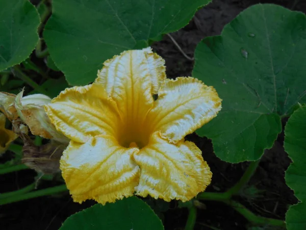 Beautiful Large Pumpkin Flower Cucurbita Unusual White Yellow Colors — Stock Photo, Image