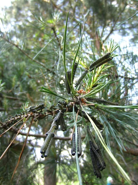 Nombreuses Chenilles Ravageur Des Conifères Tenthrède Des Pins Diprionidae Diprion — Photo