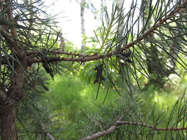 许多针叶树害虫的毛虫 松木苍蝇 Diprionidae Diprion Pini 以普通松树 Pinus Sylvestris 的针叶为食 — 图库照片
