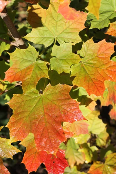 Leuchtend Schöne Rot Grüne Ahornblätter Acer Einem Sonnigen Tag Frühherbst — Stockfoto