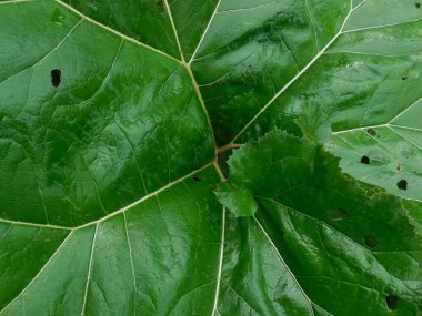 Tereyağlı yeşil bir yaprak üzerinde açık ve güzel bir damar deseni (Petasites).