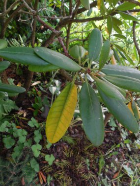 Kloroz, yaprakların kısmi sararması (bir sorun, besin eksikliği belirtisi veya uygun olmayan toprak bileşimi) her zaman yeşil olan rododendron yaprağı üzerinde.